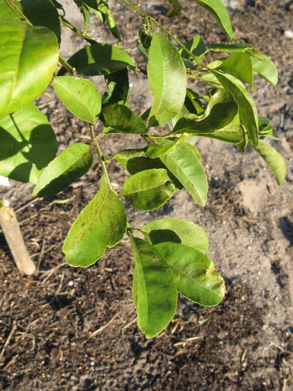           Sun leaves (Estes, Winter Haven, FL)   